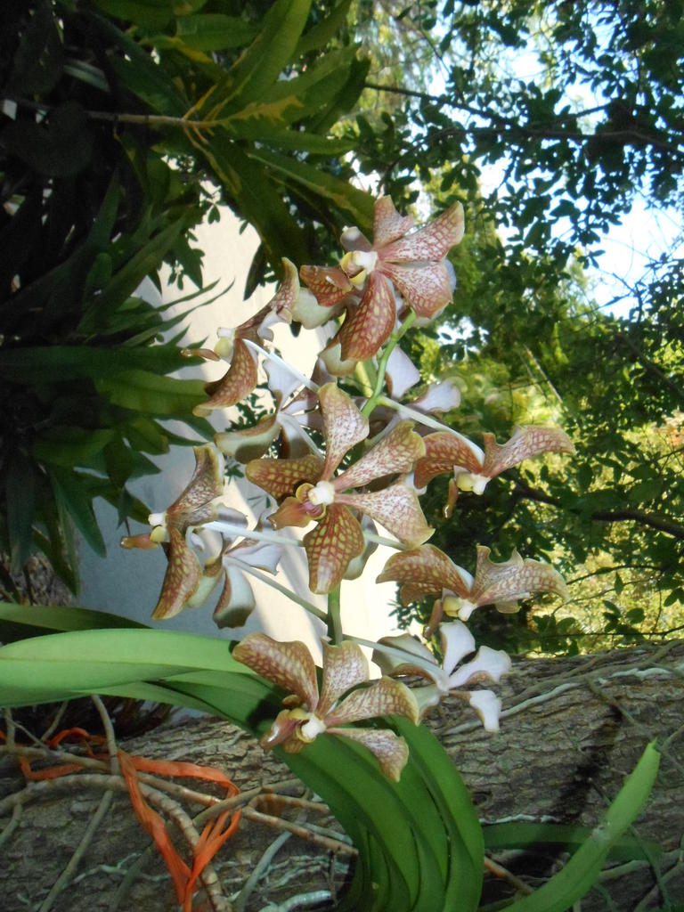 Orchid B.jpg