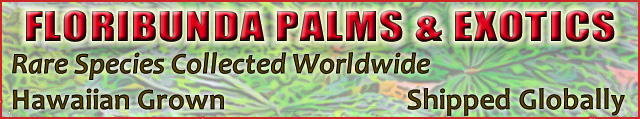 Rare Palm Seedlings Shipped Worldwide
