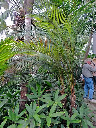 Lytocaryum weddellianum - Palms For California