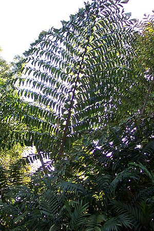 Caryota obtusa - Palms For California