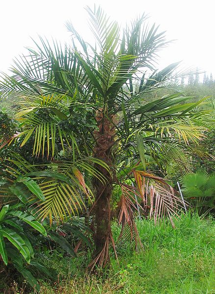 File:Dypsis utilis.jpg