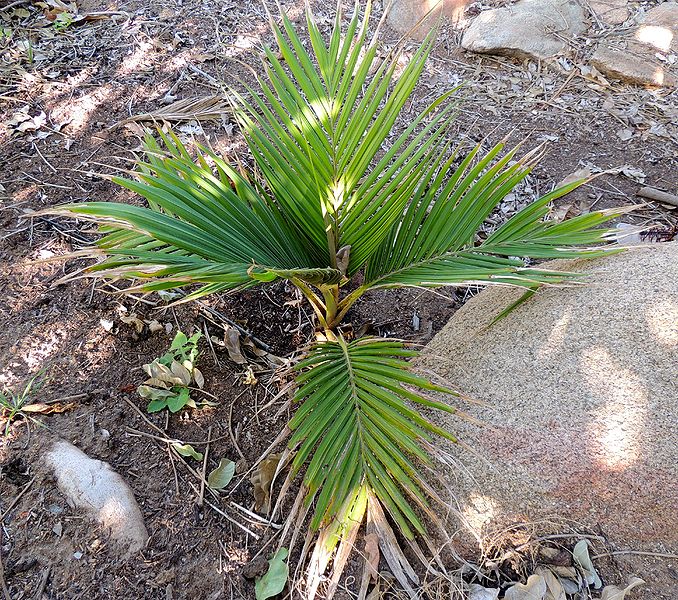File:Cyphosperma balansae GL.jpg