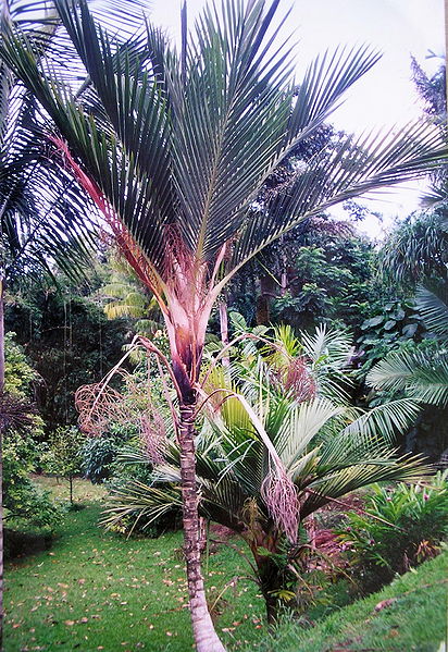 File:Cyphosperma balanse Oahu.jpg