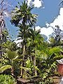 Thumbnail for version as of 09:55, 21 August 2014