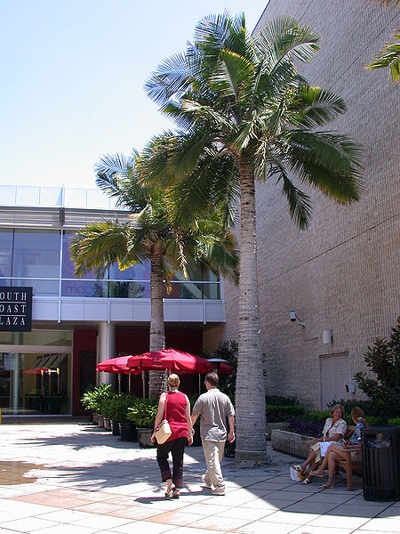 File:Ravenea rivulari SCP tall.jpg