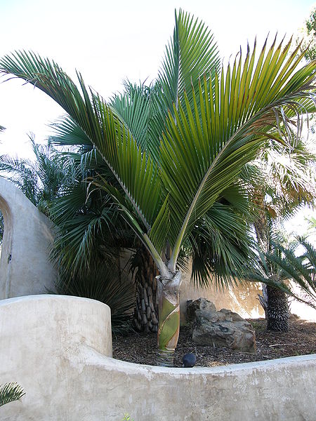 File:Rhopalostylis baueri Lai.JPG