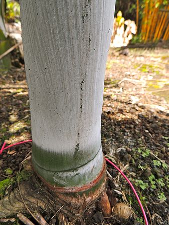 Dypsis ambositrae crownshaft JM.jpg