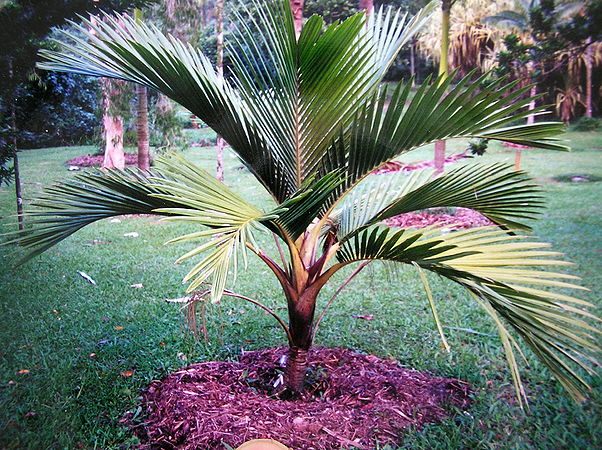 Cyphosperma balanse short.jpg
