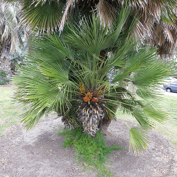 File:Chamaerops in fruit Topanga.jpg