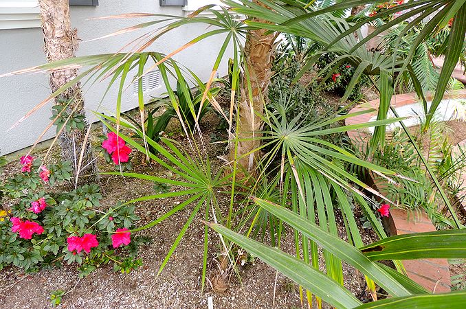 Coccothrinax litoralis Palms For California
