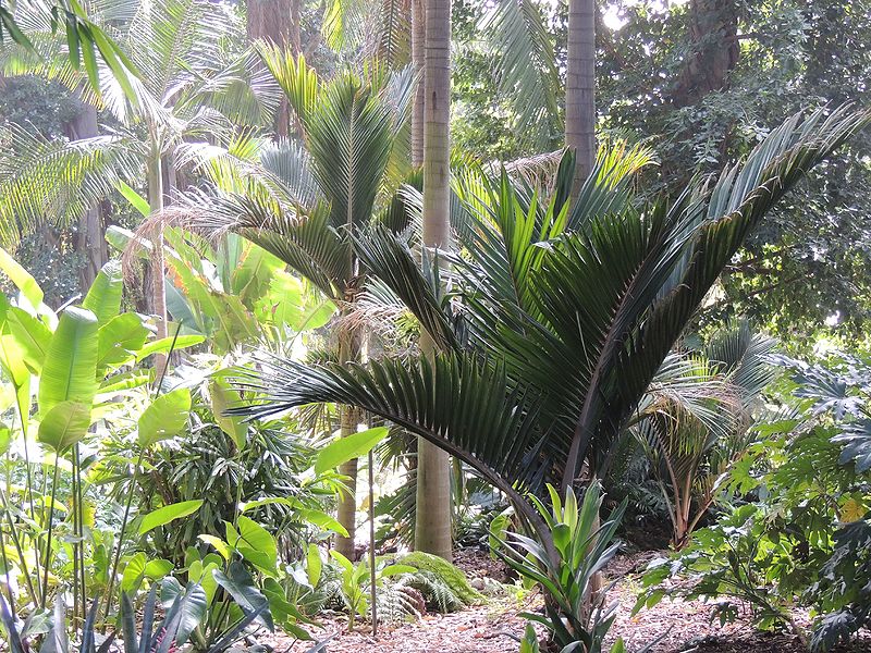 File:Rhopalostylis cheesmanii in huntintgon.jpg