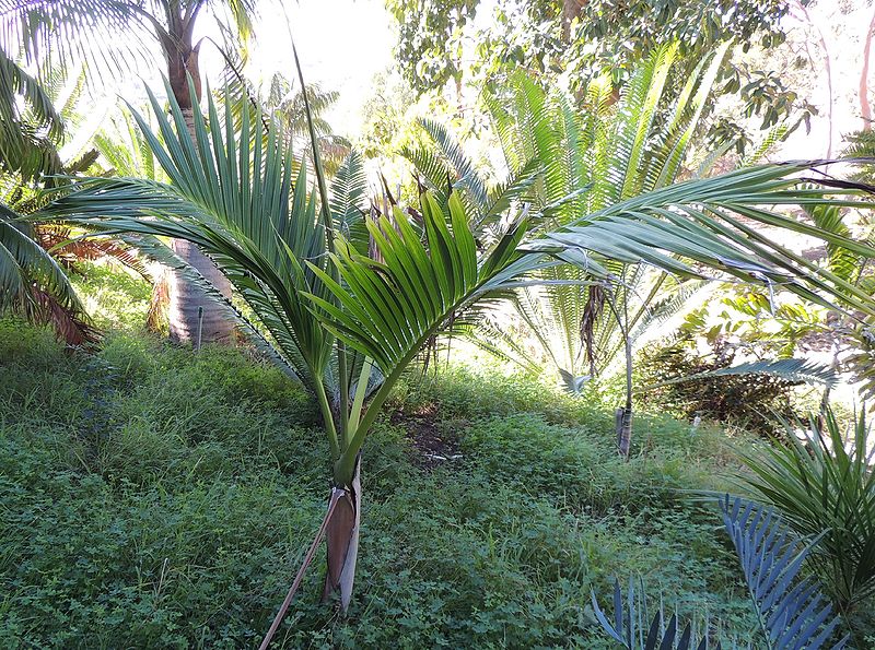 File:Clinostigma savoryanum bob.jpg