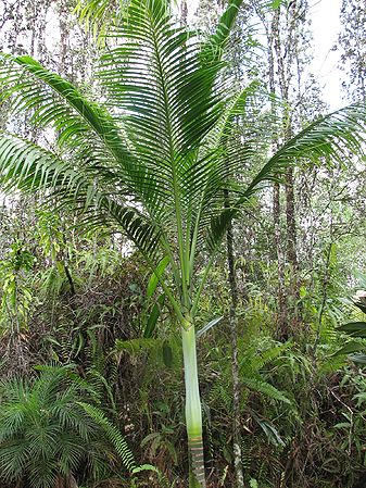 Clinostigma savoryanum (3).jpg
