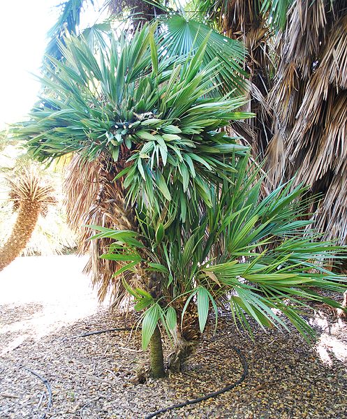 File:Chamaerops bizarre no flash.JPG