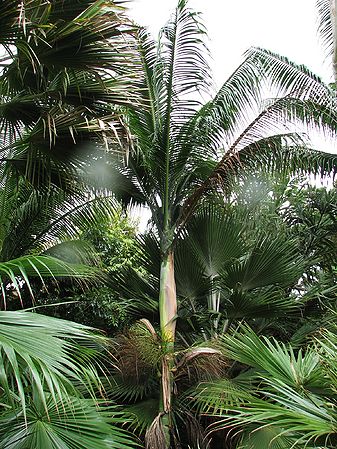 Clinostigma savoryanum.jpg