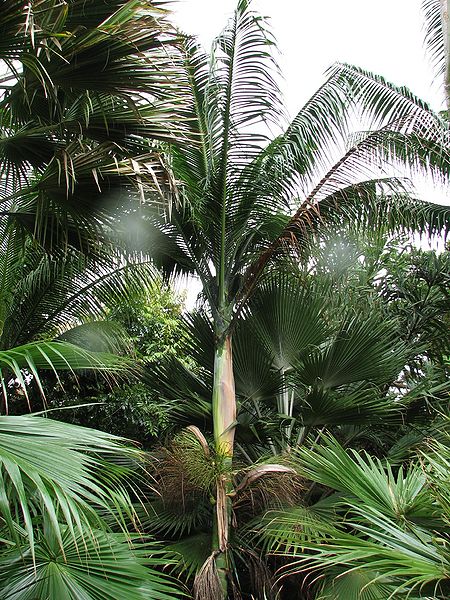 File:Clinostigma savoryanum.jpg