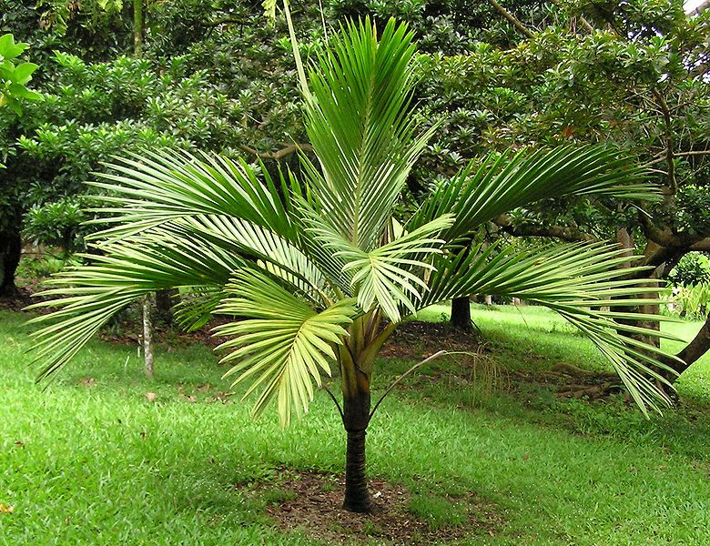 File:Cyphosperma balansae 1.JPG