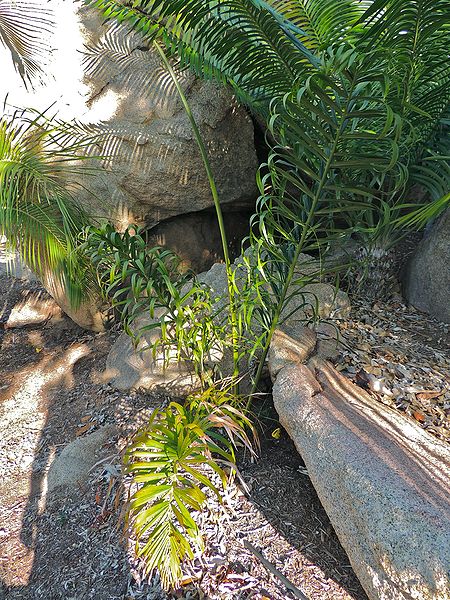 File:Dypsis oreopedionus GL.jpg