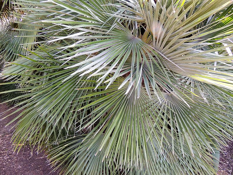 File:Chamaerops normal leaves.jpg