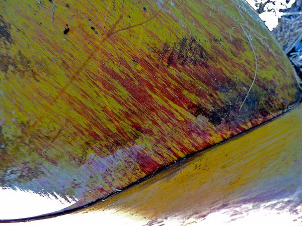 Dypsis carlsmithii bleeding BA.jpg