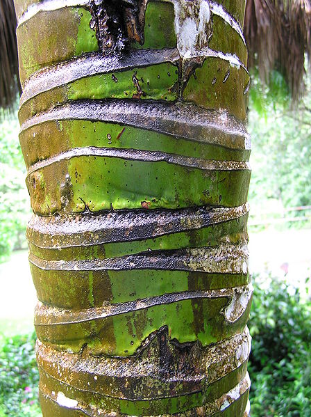 File:Clinostigma savoryana trunk.JPG
