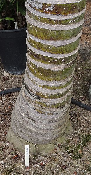 File:Rhopalostylis baueri trunk K.jpg