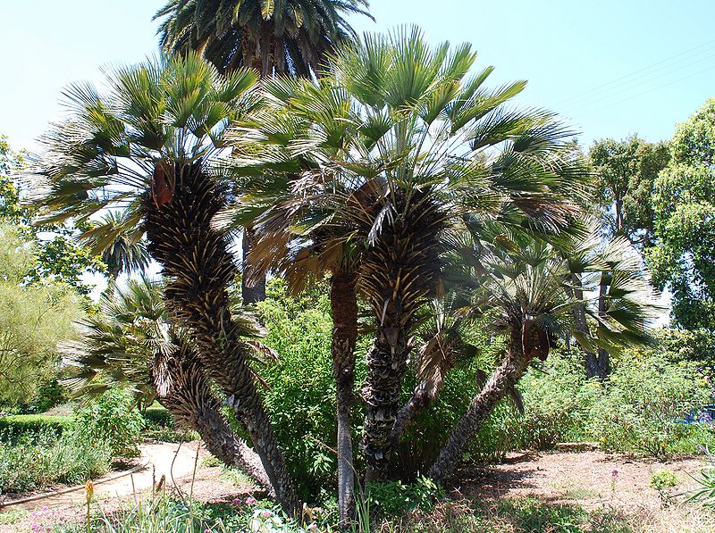 File:Chamaerops SB.jpg
