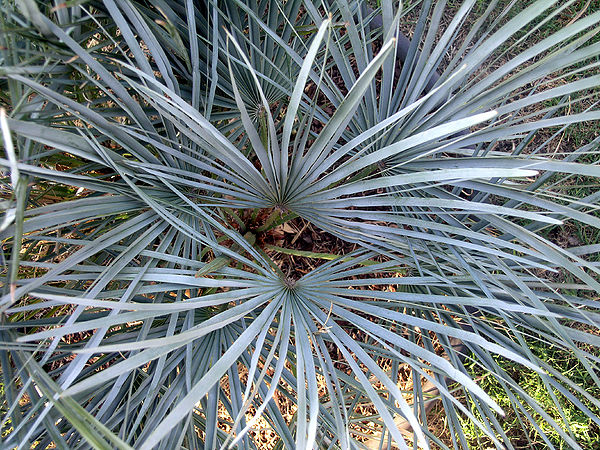 Chamaerops cerifera top view.JPG