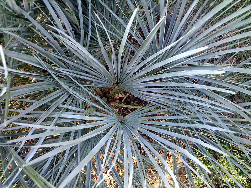 File:Chamaerops cerifera top view.JPG