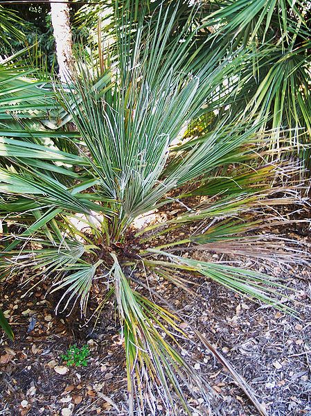File:Chamaerops another weird LL.jpg