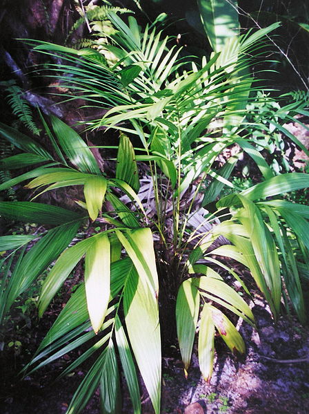 File:Dypsis utilis Moody.jpg