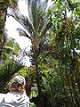 Thumbnail for version as of 16:10, 16 November 2014