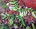 Thumbnail for version as of 07:37, 28 September 2014