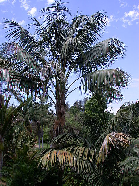 File:Howeas FA.jpg