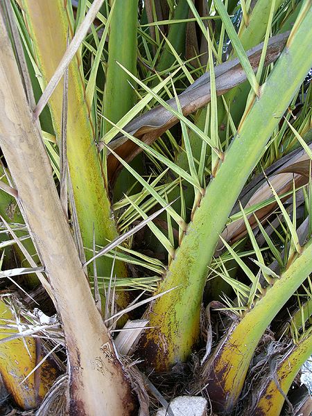 File:Phoenix canariensis leaf bases.JPG