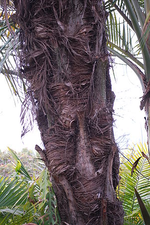 Acrocomia mexicana trunk uncleaned.jpg