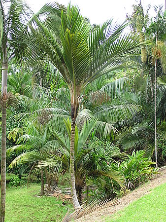 Cyphosperma balanse tall.JPG