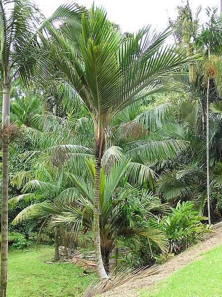 File:Cyphosperma balanse tall.JPG