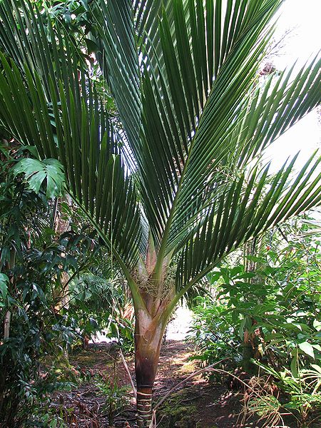 File:Cyphosperma balanse.jpg