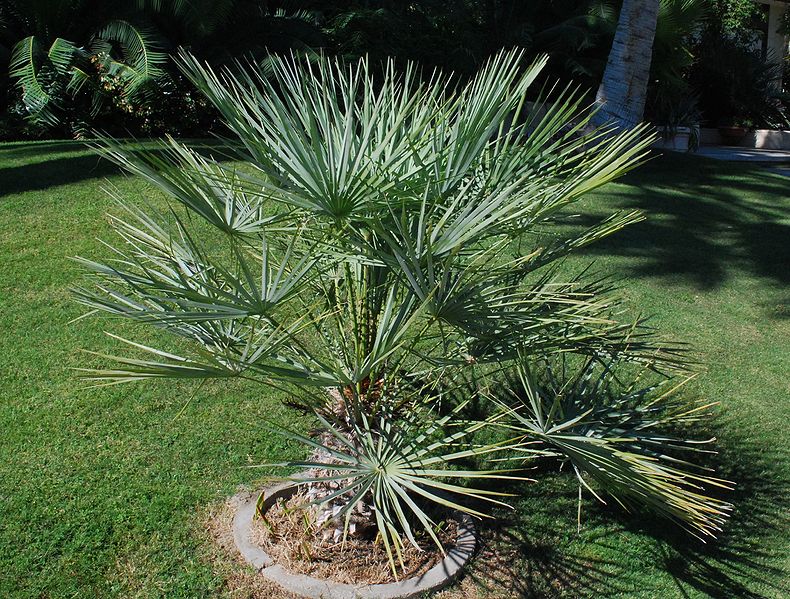 File:Chamaerops argentea DN.jpg