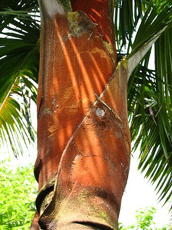 Dypsis lastelliana crownshaft closer.jpg