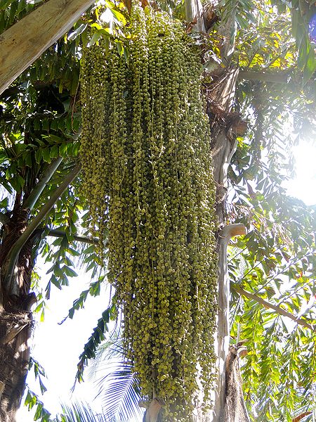 File:Caryota obtusa flower shot.jpg