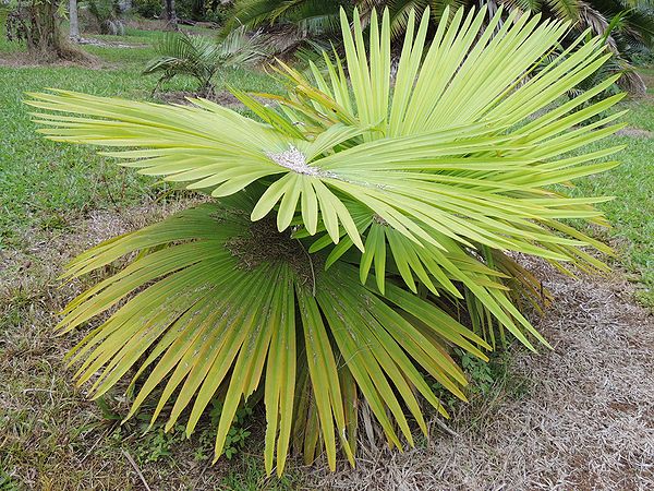 Tahina spectabilis Palms For California