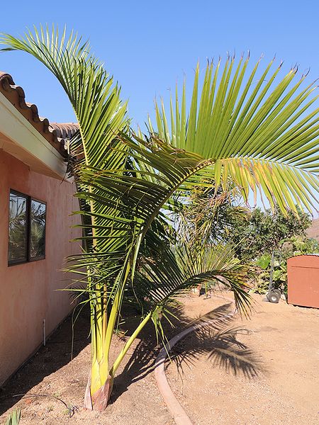 File:Dypsis carlsmithii GL.jpg