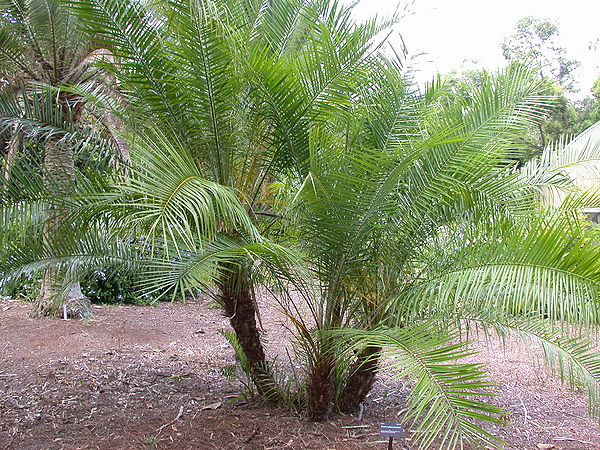 Phoenix reclinata x roebelenii - Palms For California