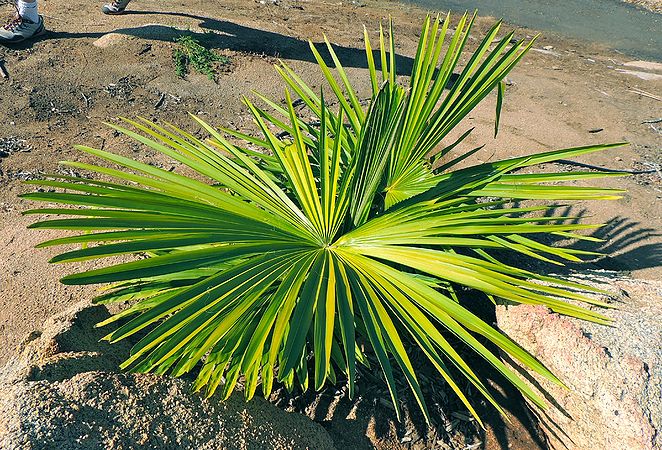 Tahina spectabilis Palms For California