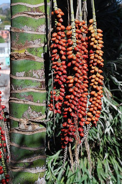 File:Howea fruits (2).JPG