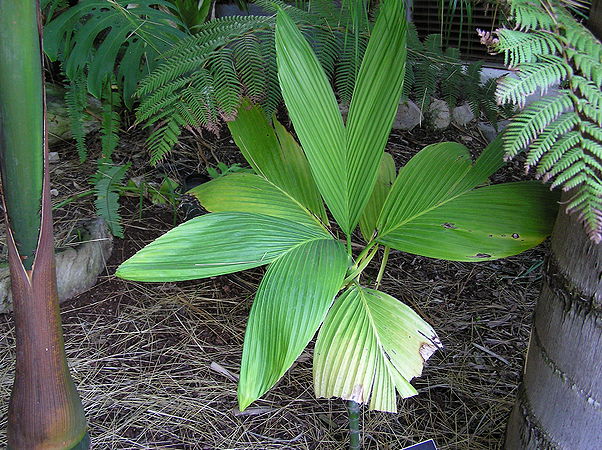Chamaedorea ernesti-augustii - Palms For California