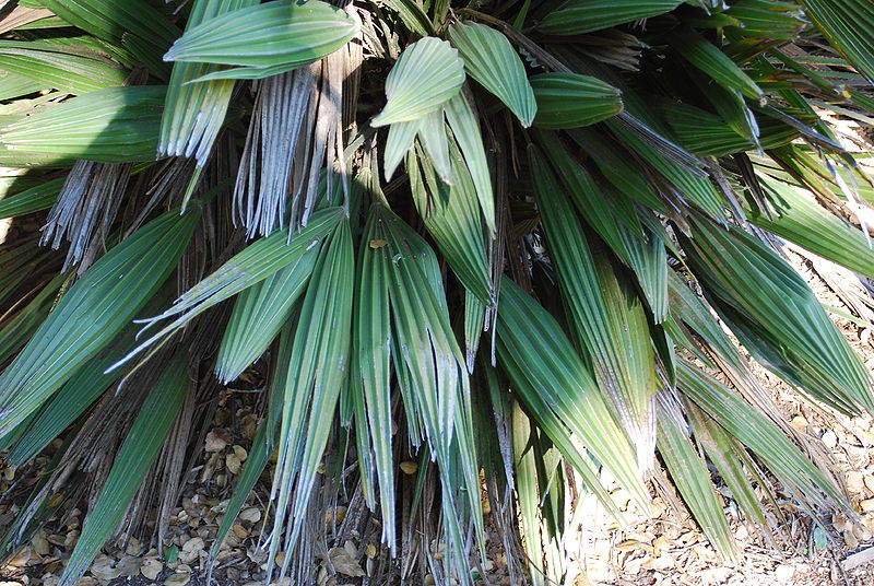 File:Chamaerops fused leaves closer.JPG
