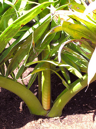 Dypsis whitestem base Bruss.jpg